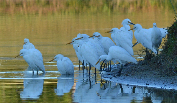 Cattle Egrets (mostly)