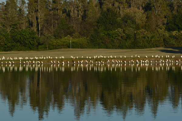 Cattle Egrets (mostly)