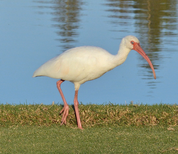 White Ibis