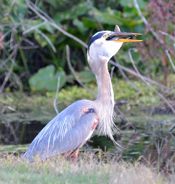 Great Blue Heron