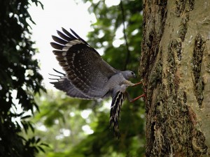 types of hawks - Crane Hawk