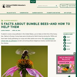 5 Facts About Bumble Bees—and How To Help Them : The National Wildlife Federation Blog