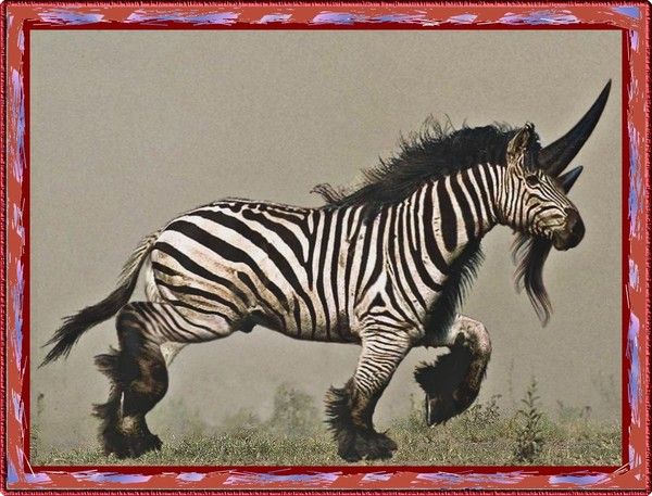 ZEBRE A RAYURE