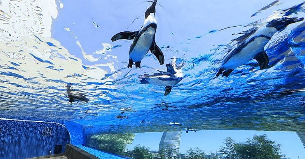 阳光水族馆门票折扣200日元、阳光60了望台折扣100日元