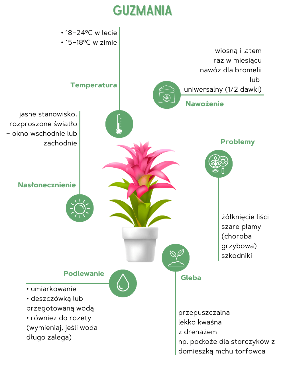 Guzmania – pielęgnacja