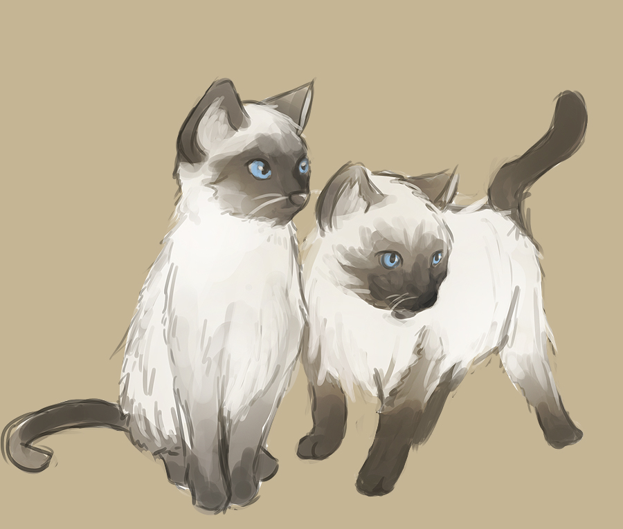 Siamese Cat Drawing at GetDrawings | Free download