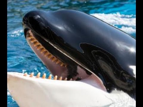 KILLER WHALE - Amazing Facts & Pictures - YouTube