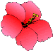 hibisc1.gif (3165 bytes)