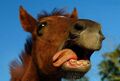 Um cavalo famoso sorrindo para as câmeras.