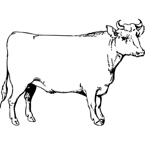 Ox Clip Art