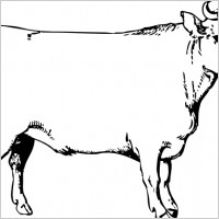 Ox Clipart