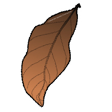 brown%20leaf%20clipart