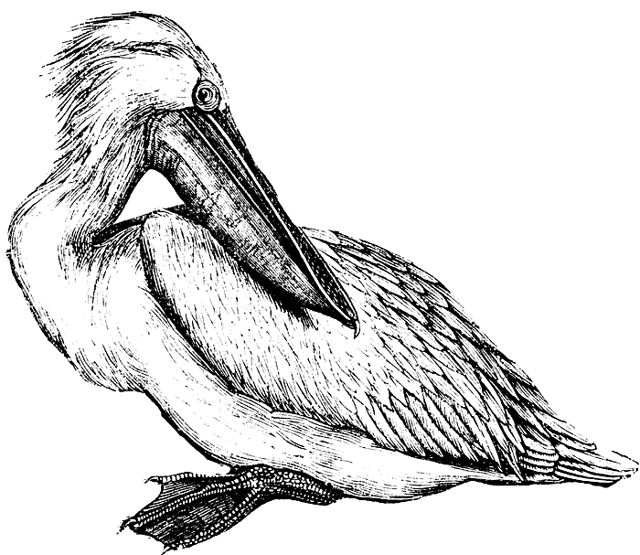 Pelican Clip Art