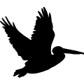 Pelican Clip Art