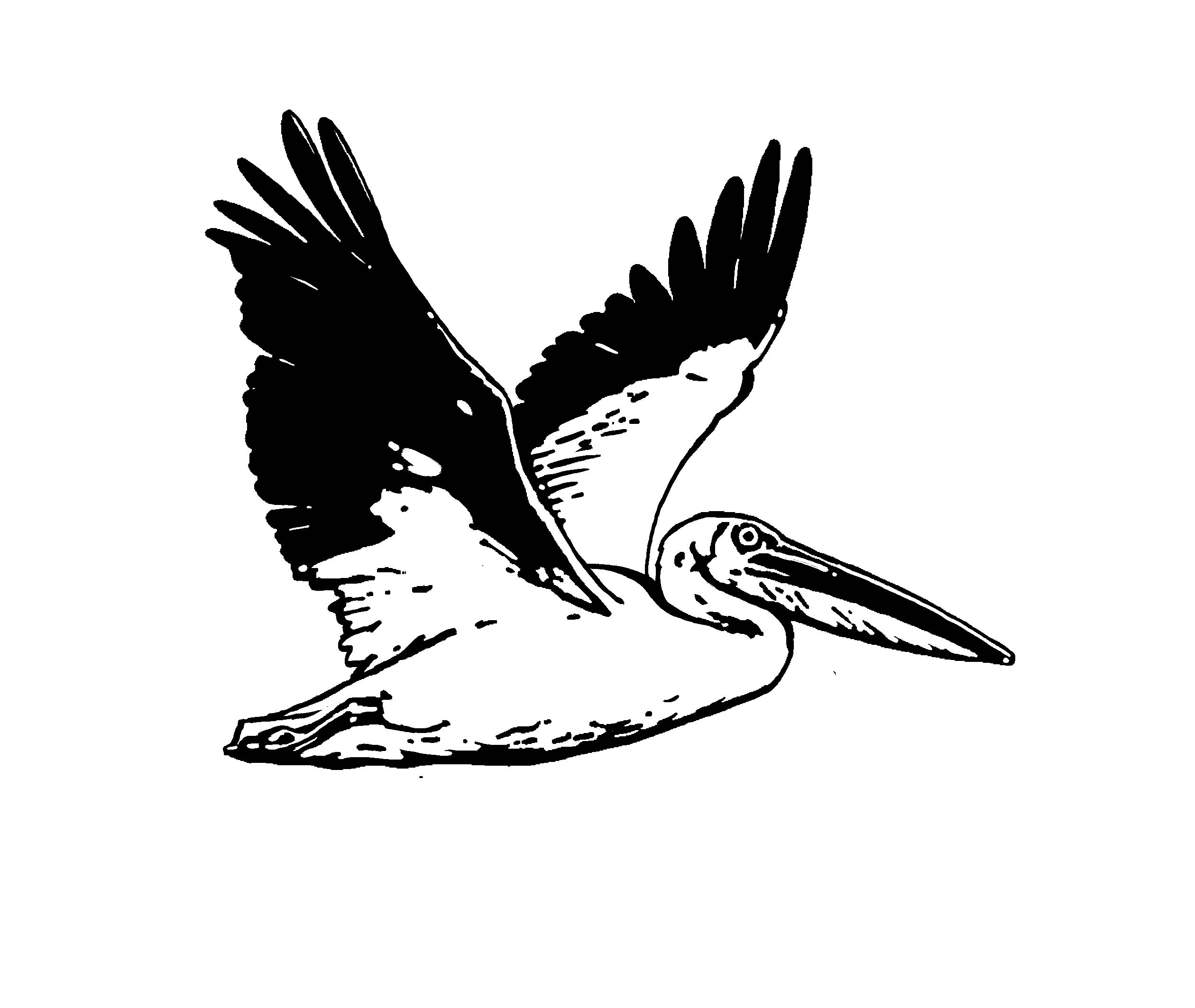 Pelican Clipart