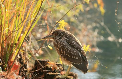 Gray bird