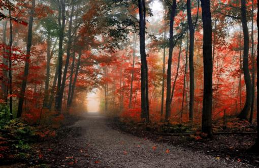 Path in the foggy autumn forest