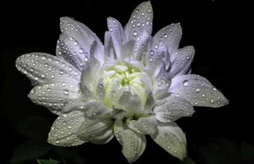 White and wet Chrisanthemum