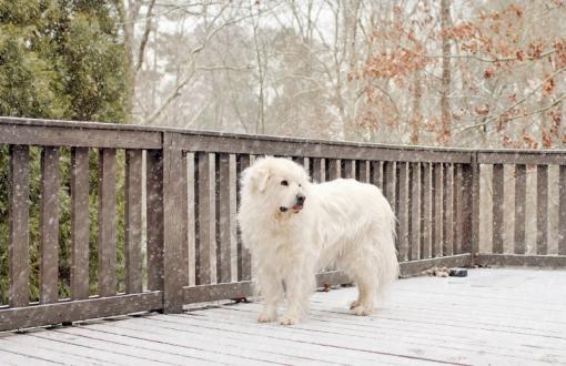 White dog in the snowfall