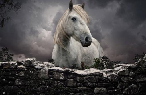 White horse at the fence