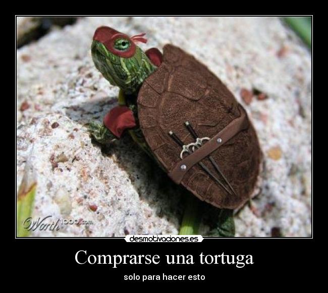 Comprarse una tortuga - solo para hacer esto