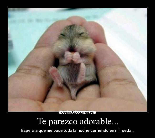 carteles animales desmotivaciones