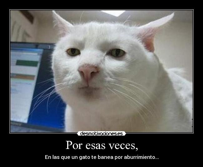 Por esas veces, - En las que un gato te banea por aburrimiento...