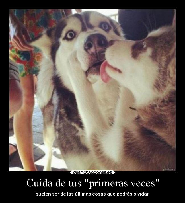 carteles bulma272 sisisi aylol huskies perros beso primera vez olvidar fil laik etiquetas normales desmotivaciones