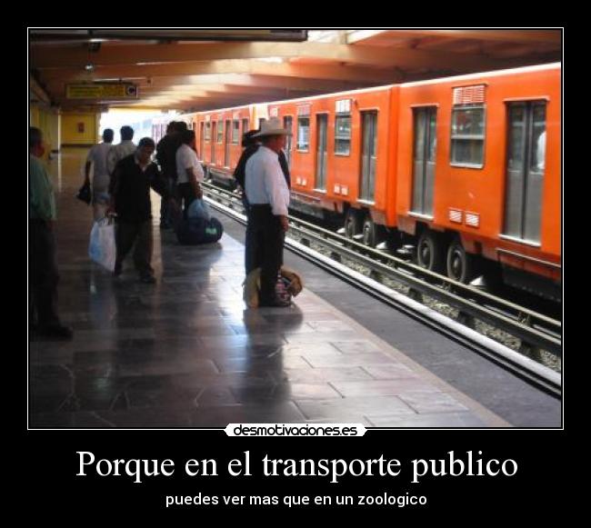 Porque en el transporte publico - puedes ver mas que en un zoologico