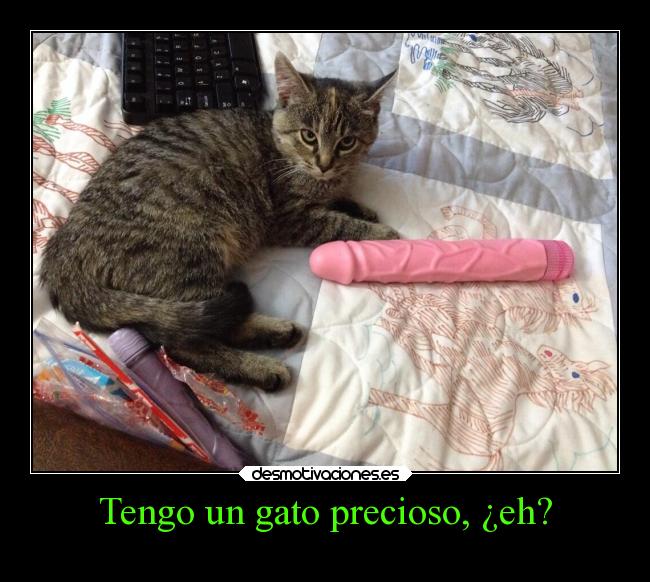 Tengo un gato precioso, ¿eh? - 