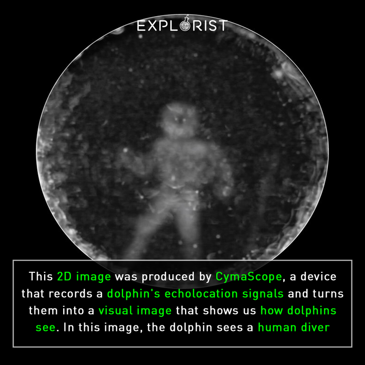 new device cymascope shows us how dolphins see with echolocation