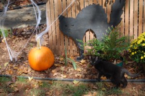 Halloween Kitten