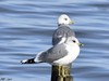 LE GOÉLAND CENDRÉ, UN OISEAU ASSEZ RARE SUR LE LAC LÉMAN