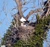 LA CIGOGNE SUR SON NID- WHITE STORK ON THE NEST -