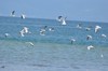 VOL DE MOUETTES RIEUSES SUR LE LAC LEMAN