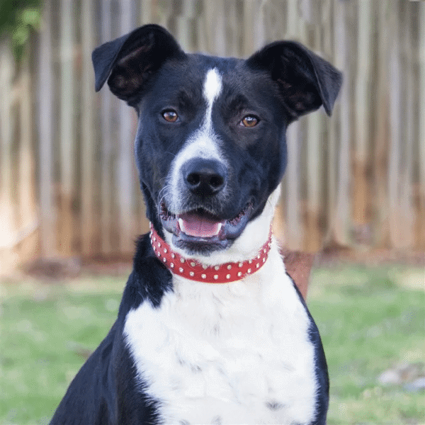 Border Collie Boxer Mix