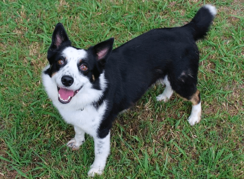 Border Collie Corgi Mix