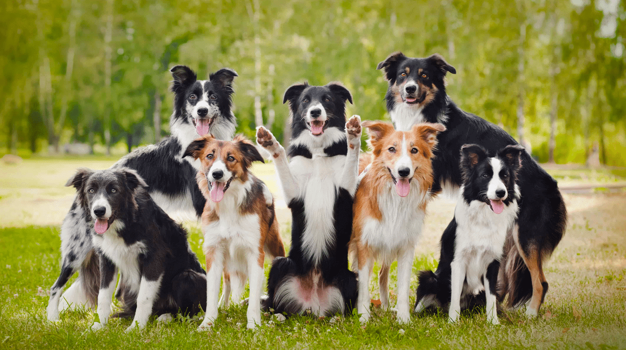 Border Collie