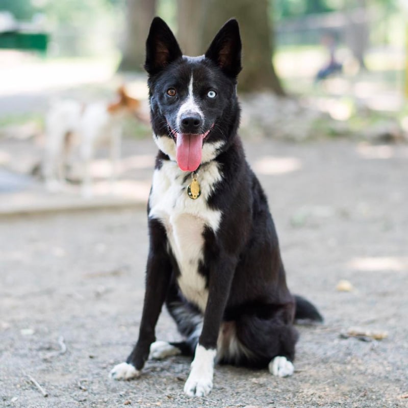 border collie husky mix