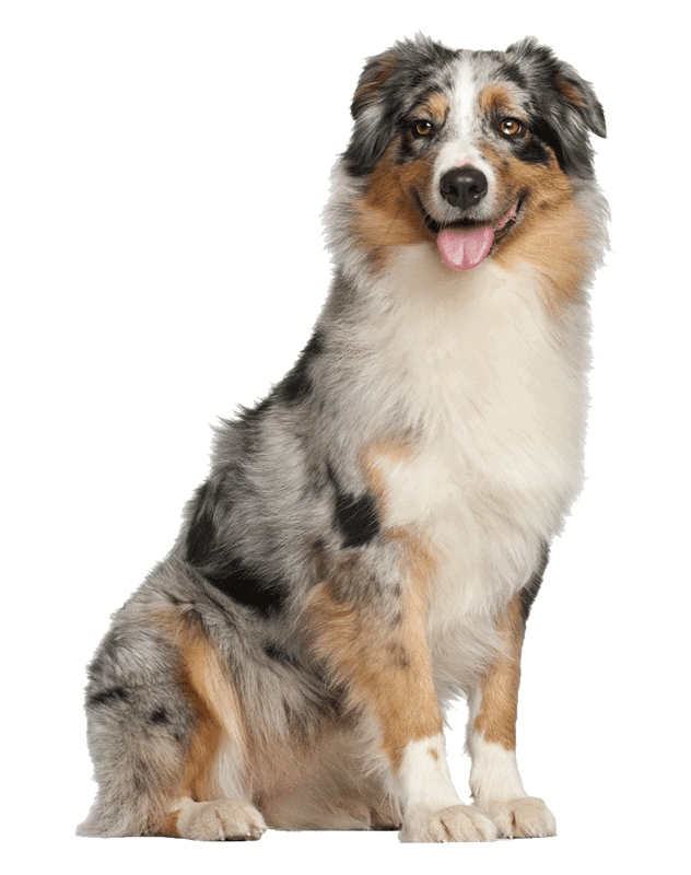 Border Collie Australian Shepherd Mix