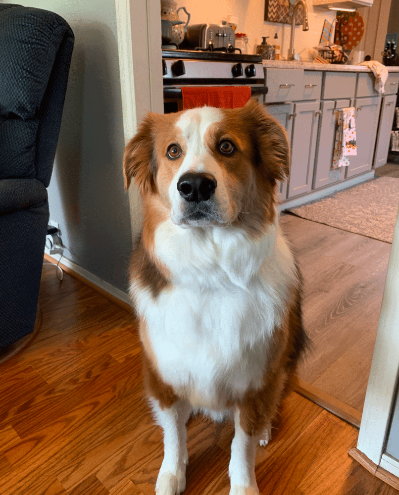 Border Collie Bernese Mountain Dog Mix