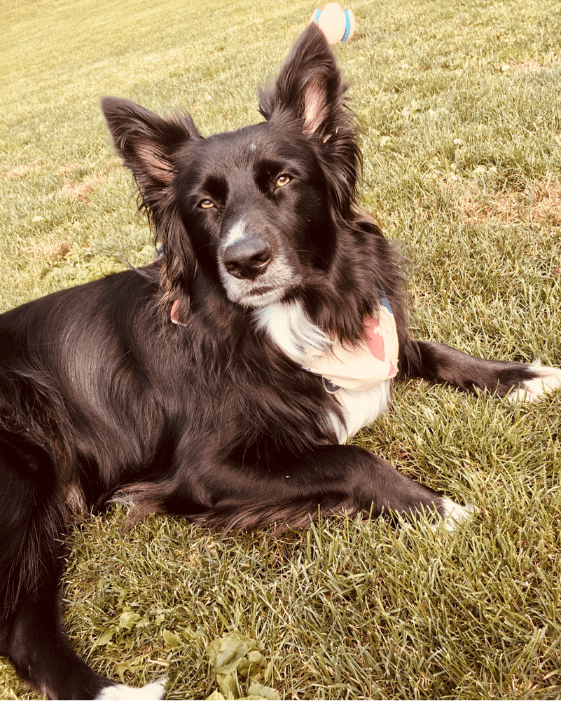 border collie german shepherd mix