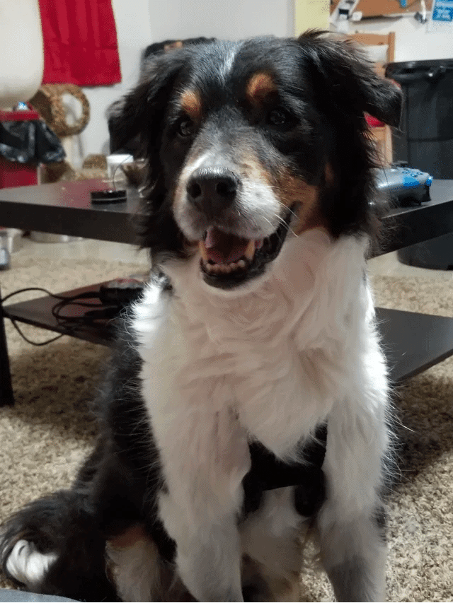 border collie beagle mix