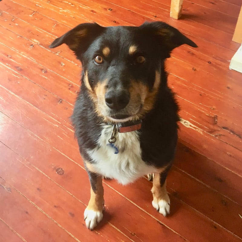 border collie kelpie mix