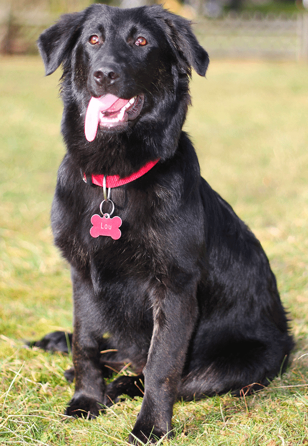 border collie labrador mix