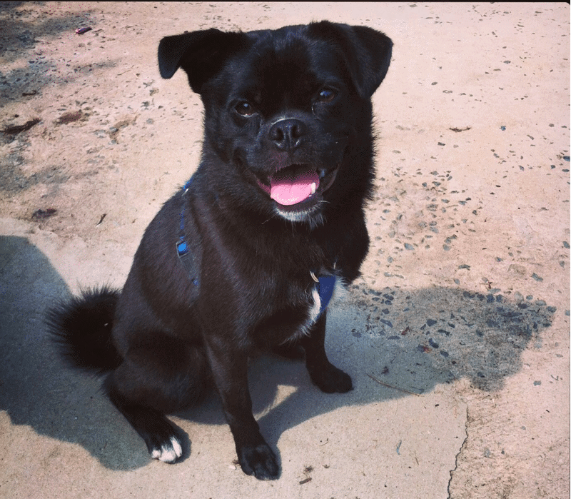 border collie pug mix