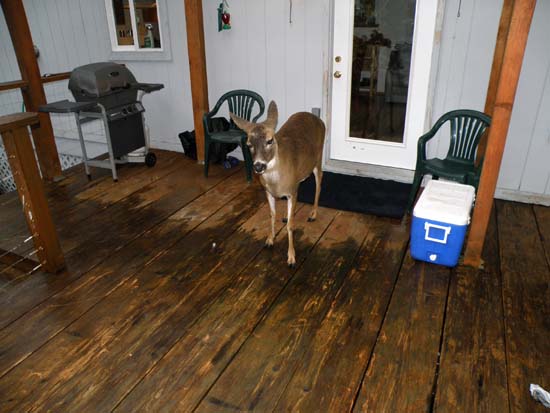 Deer on my uncle's deck.