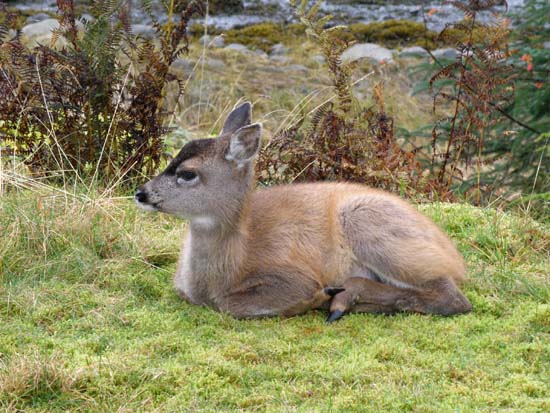 Fawn laying in the grass.