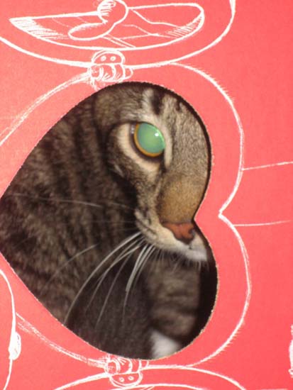 Cat inside a Valentine's Day heart box.