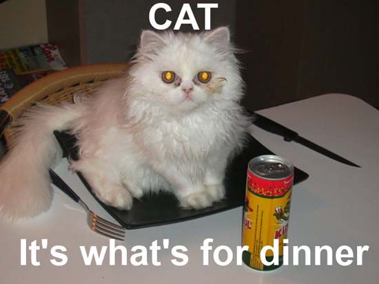 CAT / It's what's for dinner.